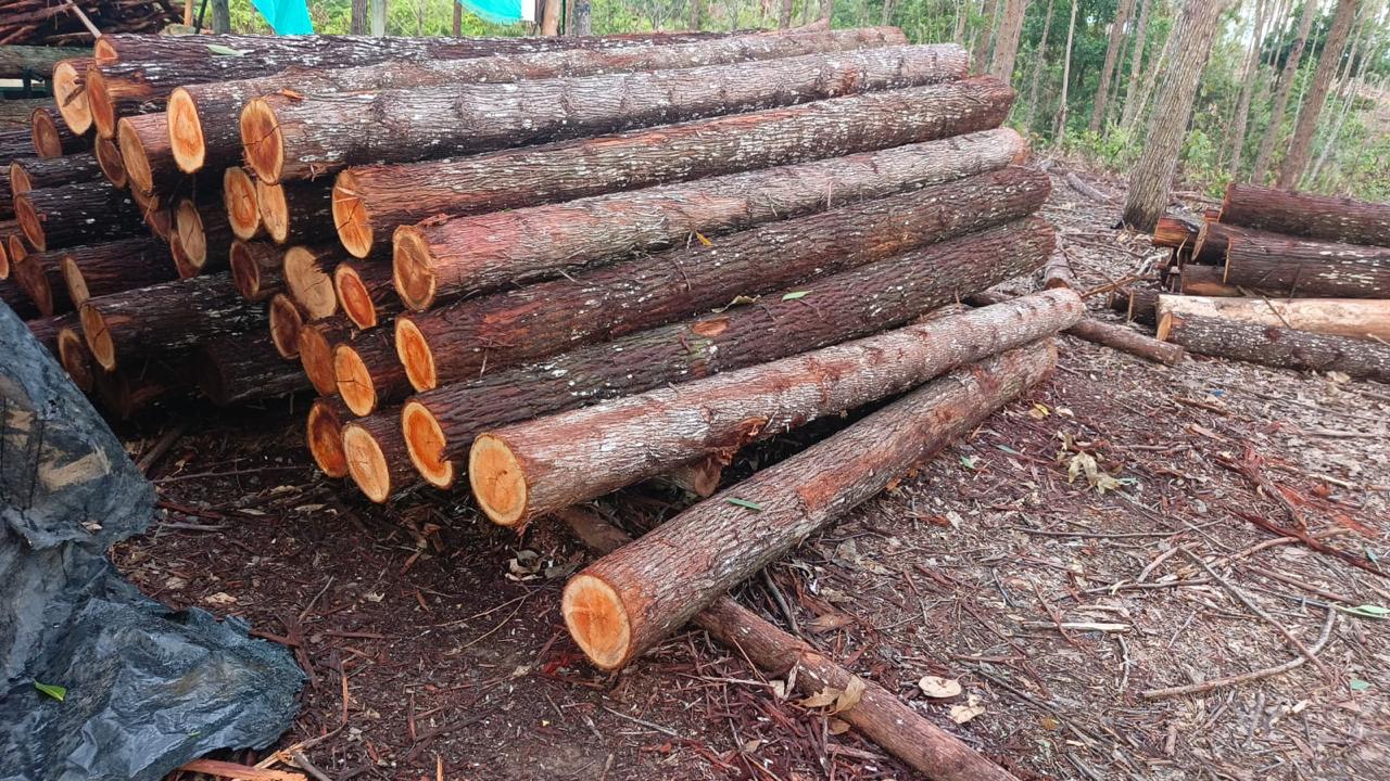 Madera rolliza de eucalipto apilada